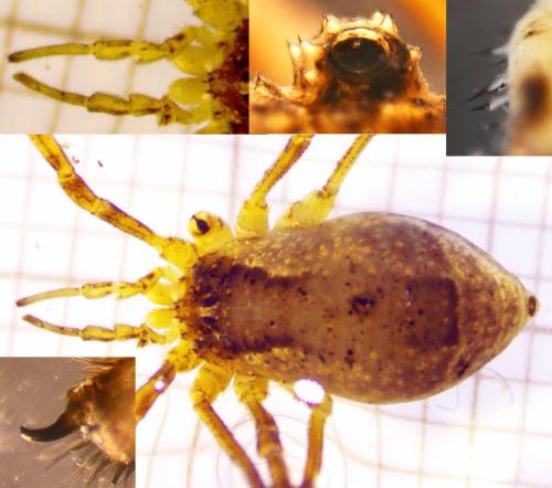 Lacinius ephippiatus